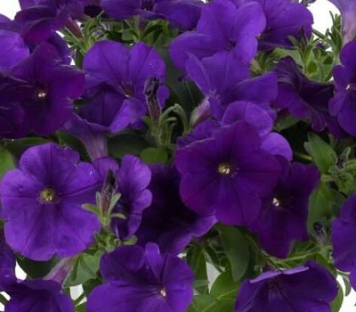 Петуния Petunia Capella Indigo