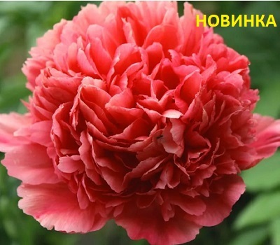 Пион Lorelei