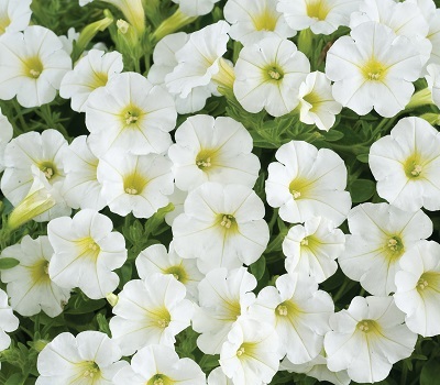 Петуния полуампельная Petunia Little White Grace