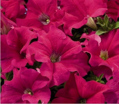Петуния Petunia grfl Festival Deep Rose
