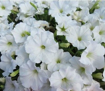 Петуния Petunia Capella White