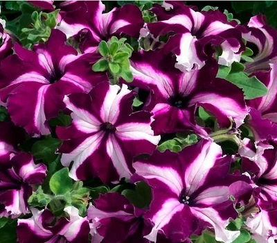 Петуния Petunia grfl Festival Crimson Star