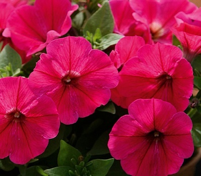 Петуния Petunia Capella Neon Pink