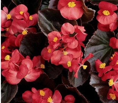 Бегония вечноцветущая Begonia semp Senator iQ Scarlet