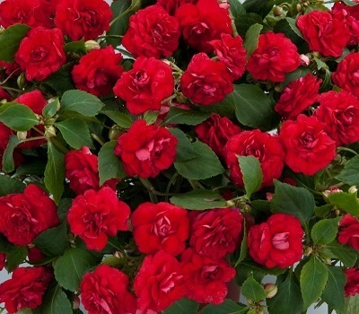 Бальзамин ампельный Impatiens Musica Elegant Red