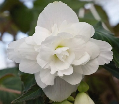 Begonia tub Illumination White