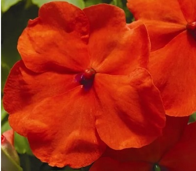 Бальзамин Уоллера Пента Орандж (Penta Orange)