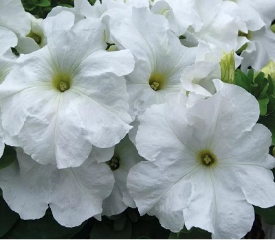 Петуния Petunia grfl Festival White
