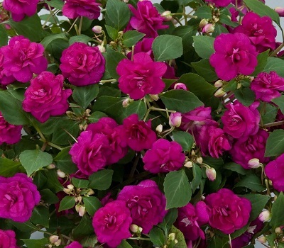 Бальзамин ампельный Impatiens Musica Fine Purple