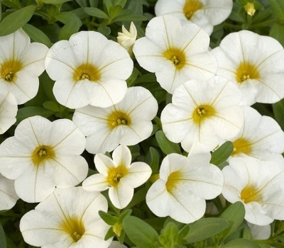Калибрахоа Calibrachoa Kabloom White (Impr)