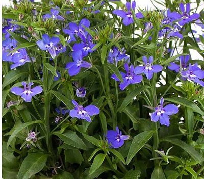 Лобелия кустовая Lobelia Rapid Blue