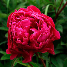 Пион Paeonia Karl Rosenfield