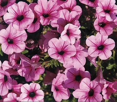 Петуния Surfinia Pink Vein