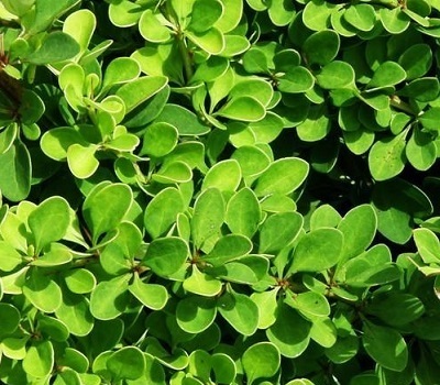 Барбарис тунберга Green Carpet