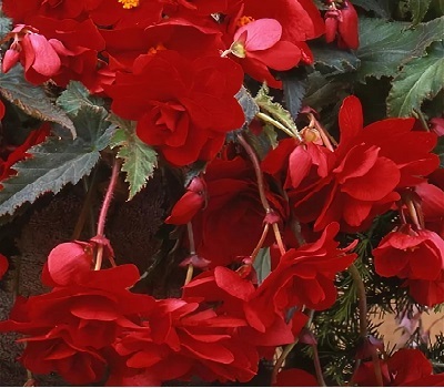 Begonia tub Sun Dancer Red