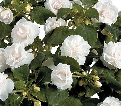 Бальзамин ампельный Impatiens Musica Pure White