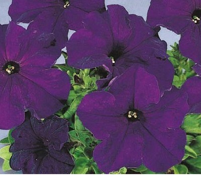 Петуния Petunia grfl Festival Blue
