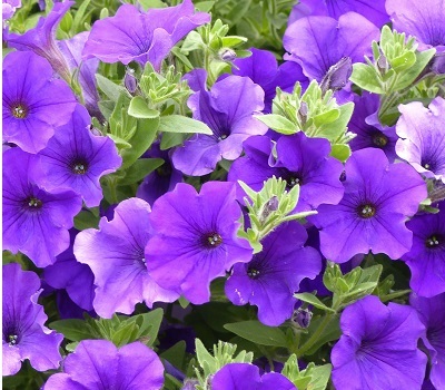 Петуния Petunia Ordy Galaxy Blue