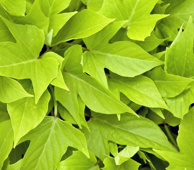 Ипомея ампельная батат Ipomoea Lime
