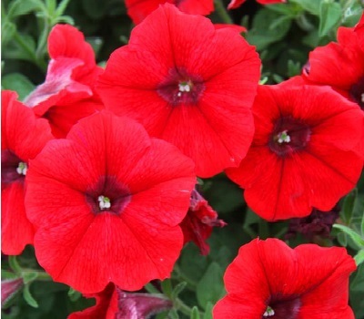 Петуния Surfinia Deep Red