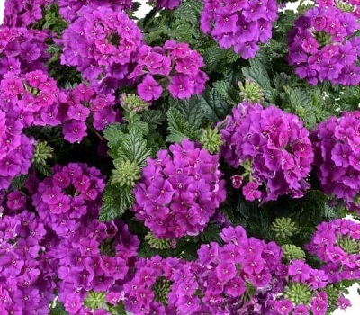 Вербена ампельная Verbena Vanessa Compact Violet