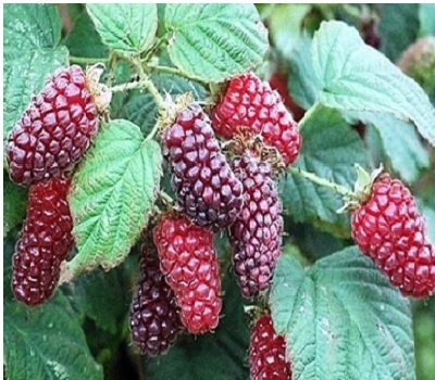 Ежемалина Логанберри (Loganberry)