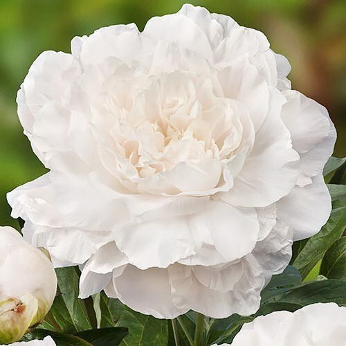 Пион Paeonia Mothers Choice