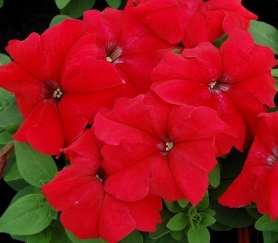 Петуния Petunia grfl Festival Scarlet