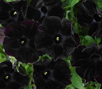 Петуния Petunia Prelude Black