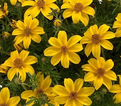 Биденс Bidens Yellow Charm (череда ферулелистная)