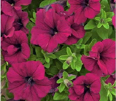 Петуния Petunia grfl Festival Burgundy
