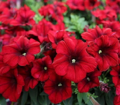 Петуния Petunia Capella Ruby Red