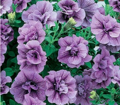 Петуния Petunia Tumbelina Priscilla
