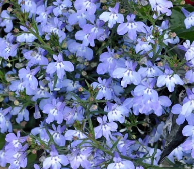 Лобелия ампельная Lobelia Laguna Light Blue
