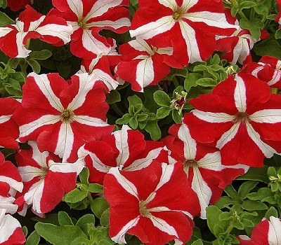Петуния Petunia grfl Festival Red Star