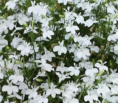 Лобелия ампельная Lobelia Laguna White