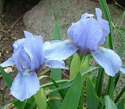 Ирис карликовый Blue Denim ("Блю Деним")