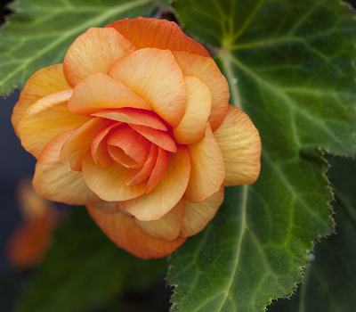 Begonia tub Illumination Apricot