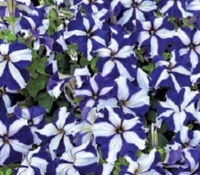 Петуния Petunia Amore Cool White-Blue
