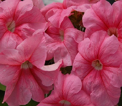 Петуния Petunia grfl Festival Salmon