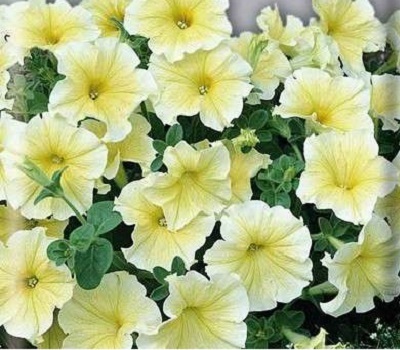 Петуния Petunia grfl Festival Sunshine