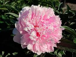 Пион Double Pink (Дабл Пинк)