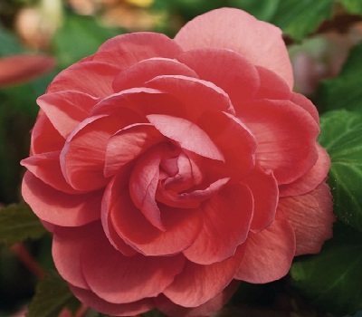 Begonia tub Illumination Salmon Pink