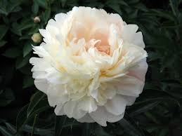 Пион Саммер Глоу (Paeonia 'Summer Glow')