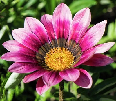 Гацания Gazania New Day Pink Shades (африканская ромашка)