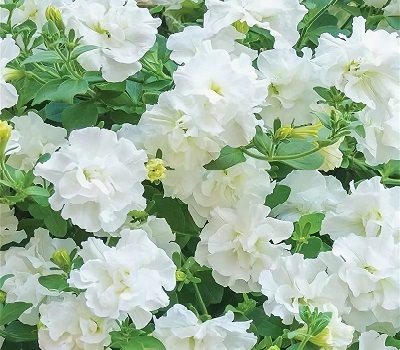 Петуния Petunia Tumbelina Diana