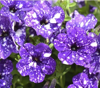 Петуния Petunia NightSky (ночное небо)