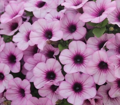 Петуния Petunia Capella Pink Lace