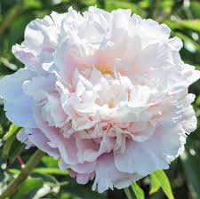 Пион Гардения (Gardenia)