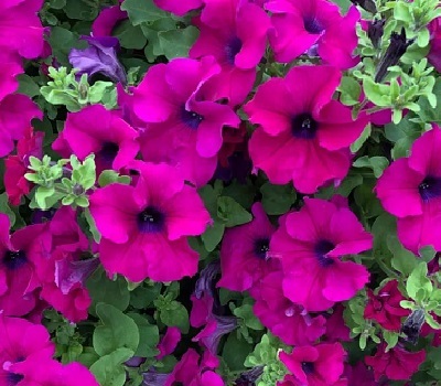Петуния Surfinia Giant Purple